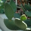 Opuntia_saxatilis